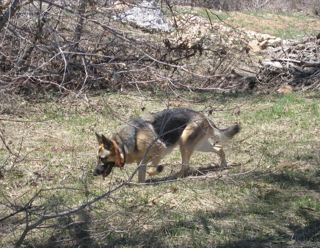 How to use an e-collar for dogs