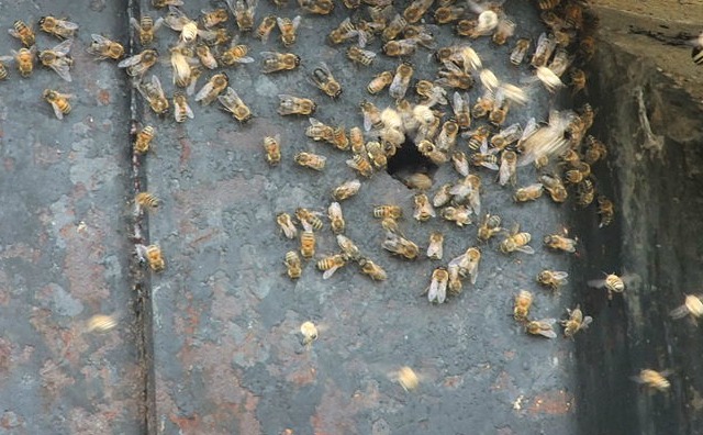 How to get rid of a beehive in the house