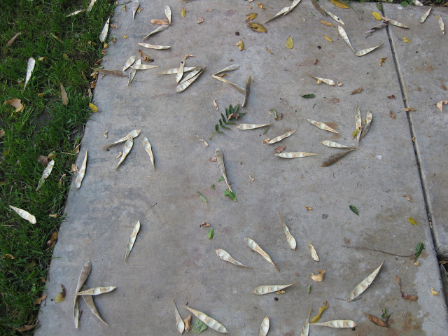 wisteria pods