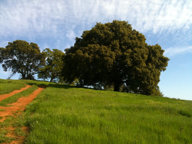 Walking With Clippers