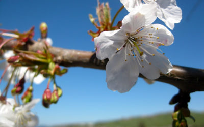 Grafting fruit trees