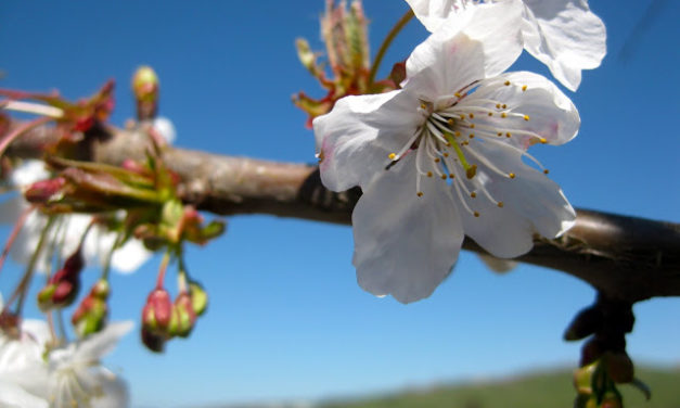 Grafting fruit trees