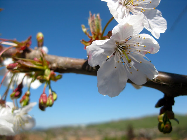 Grafting fruit trees