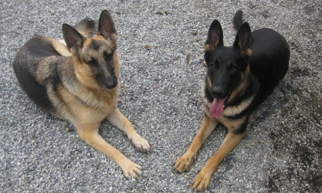 Dog personalities