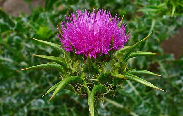 Milk Thistle benefits