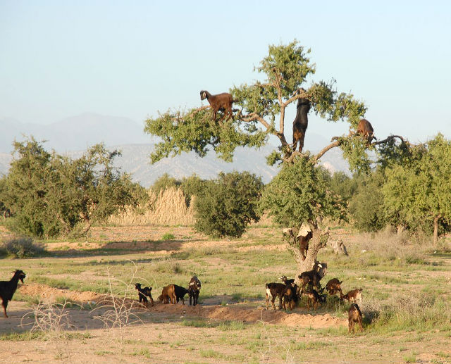 argan tree goats