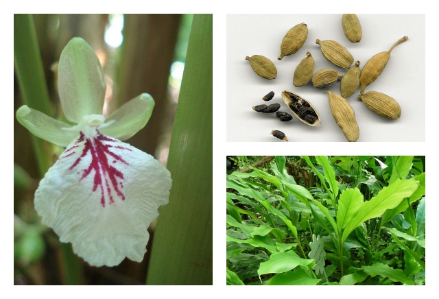 cardamom