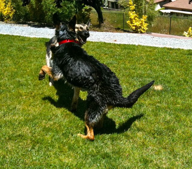 German shepherds playing