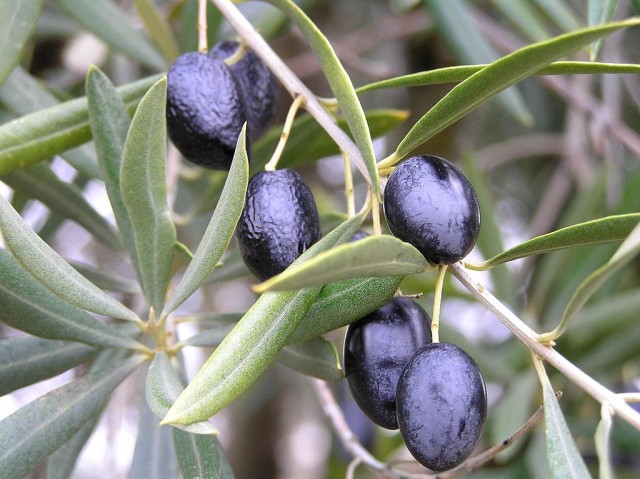 Olive Tree -- Olive Oil