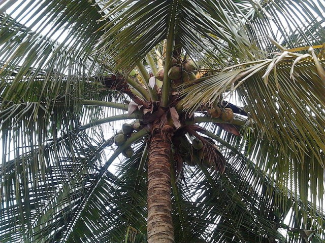 Coconut Tree -- Coconut Oil