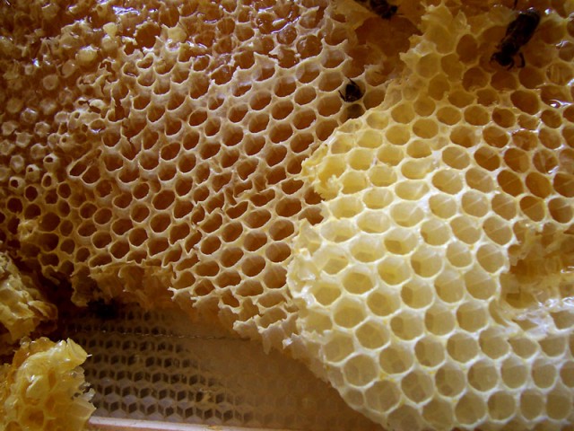 Honey Comb -- Beeswax