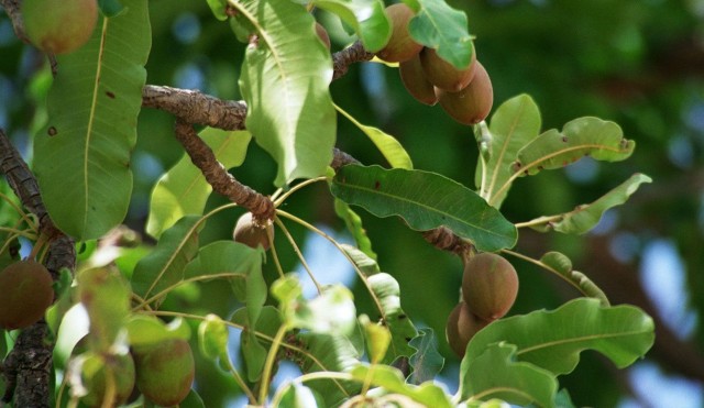 Shea Tree -- Shea Nut Butter