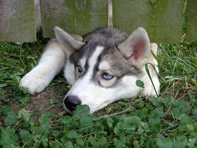 Electric Fence for Dogs