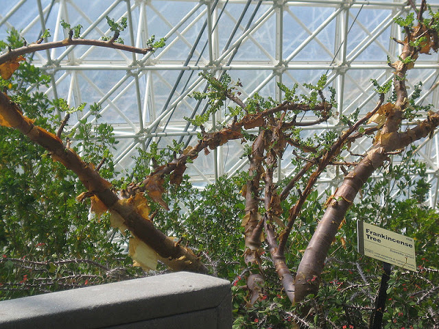 800px-boswellia-sacra-greenhouse