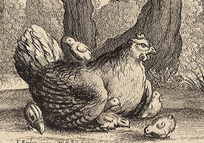 Wenceslas_Hollar_-_A_brooding_hen 3