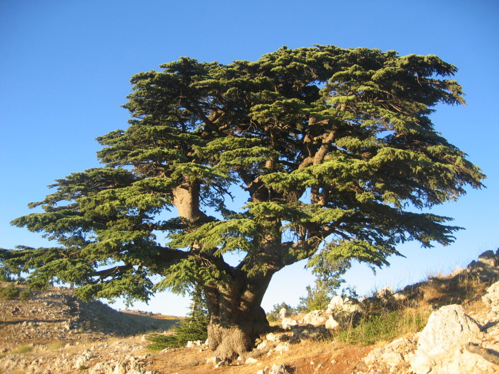 Cedar tree of Abram's dream