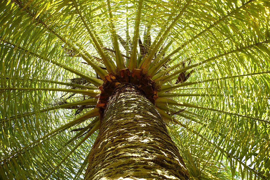 Palm tree in Abram's dream