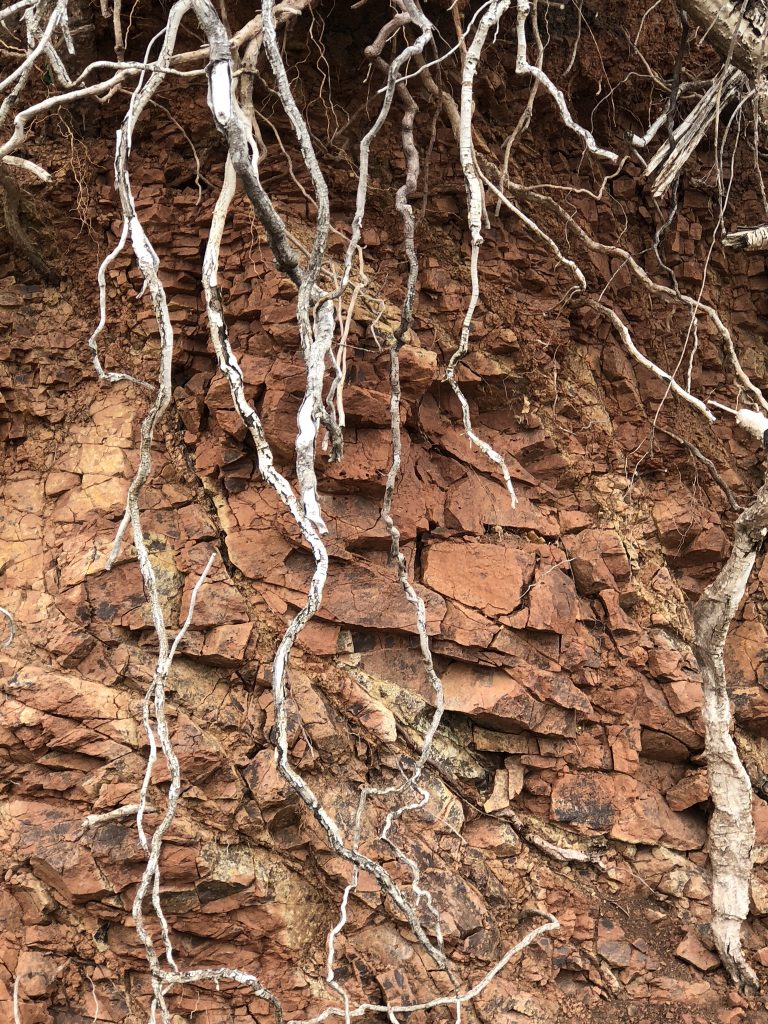 sedimentary rocks 