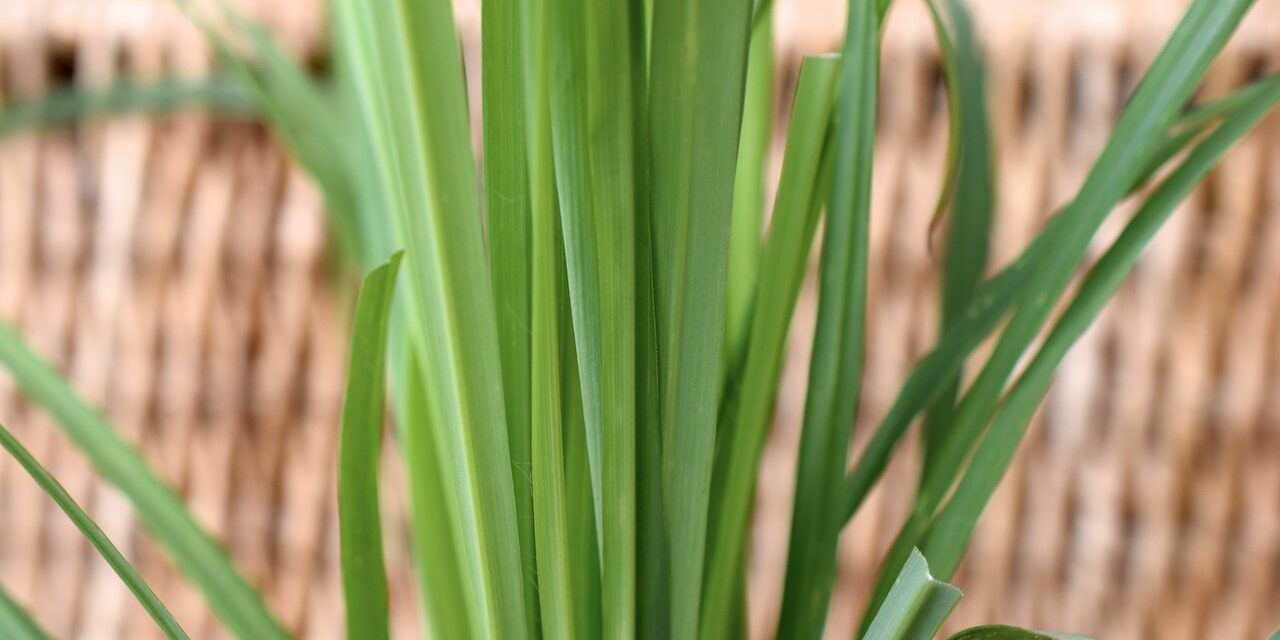 The many benefits of Lemongrass