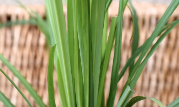 The many benefits of Lemongrass